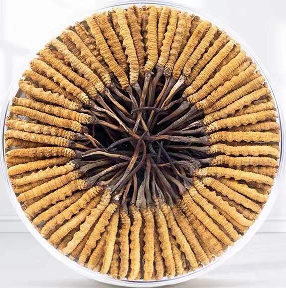 浦北冬虫夏草回收